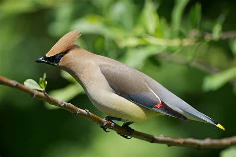 Cedar Waxwing Birdnote