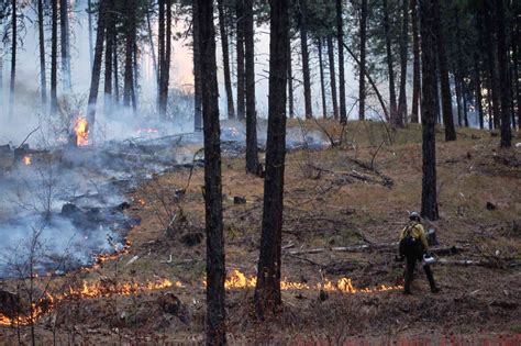 What Are Controlled Burns And Why Are They Necessary