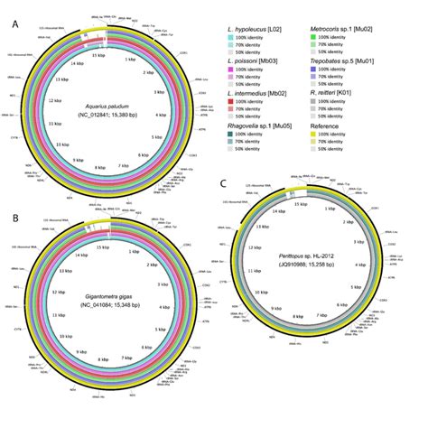 BLAST Ring Image Generator 84 Plots For Circularized Mitogenomes Of