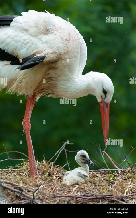 Stork Bird Baby