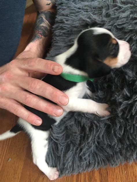 Patiently waiting to bring him home 💙 : r/beagles