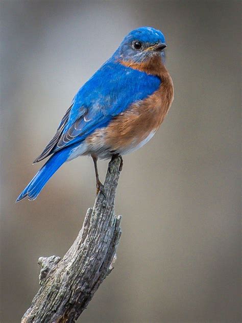 Attracting Bluebirds – What Do Bluebirds Need To Live On Your Property ...