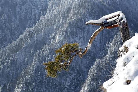 Relic Pine Tree On The Summit Of Sokolica In Pieniny Mountains Poland