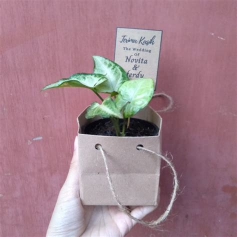 Jual Souvenir Pernikahan Tanaman Hias Syngonium Mini Murah Shopee