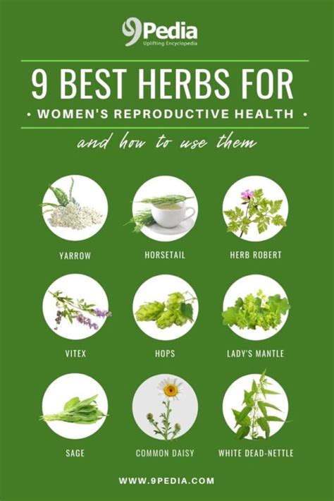 9 Best Herbs For Women S Reproductive Health And How To Use