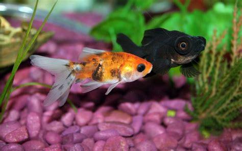 Why Is My Goldfish Turning Black The Complete Guide