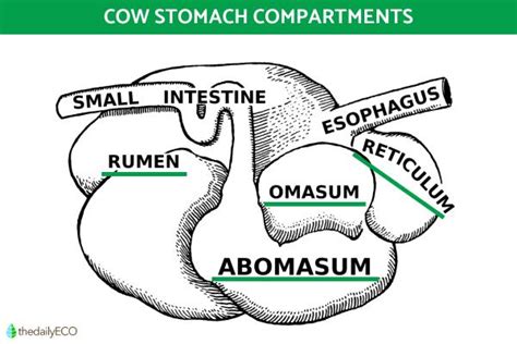 Parts of a Cow's Stomach and Their Functions With Diagrams