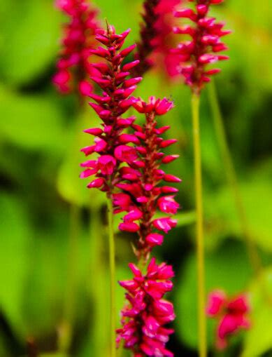 Persicaria Amplexicaulis Inverleith — Caherhurley Nursery