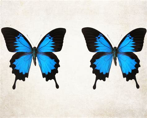 Iridescent Blue Butterfly Photography blue nature butterfly