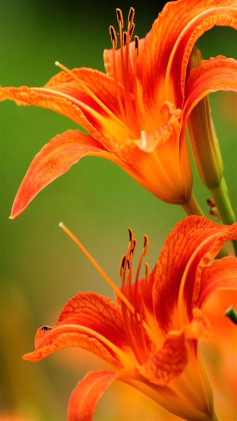 Orange Flowers Wallpaper Water Flowers Fall Flowers Water Lilies