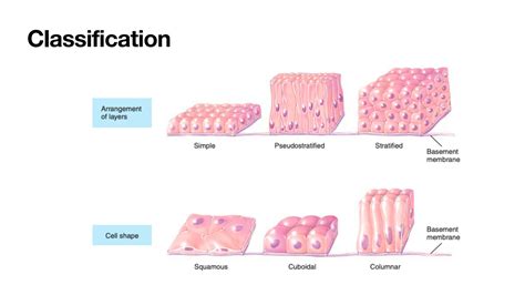 Solution Histology Epithelium Studypool