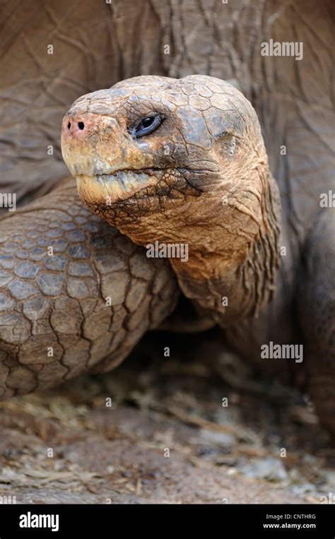 Tortue G Ante Des Galapagos Testudo Elephantopus Porteri Geochelone