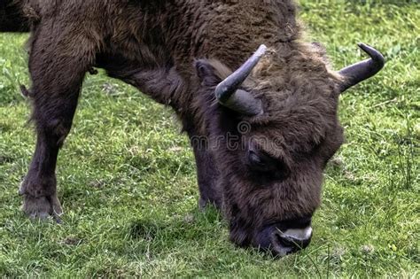 European Wood Bison Also Known As The Wisent Zubr Or European Buffalo