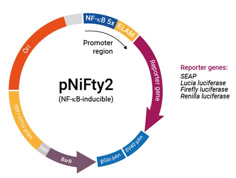 Nf B Inducible Reporter Plasmids With Blasticidin Resistance