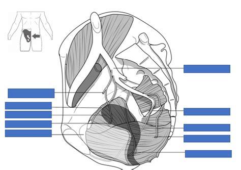 Major Branches Of The Internal Iliac Artery Diagram Quizlet