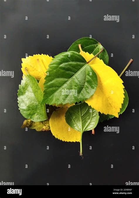 Hibiscus Flower Plants Colorful Leaves In A Bunch Scientific Name