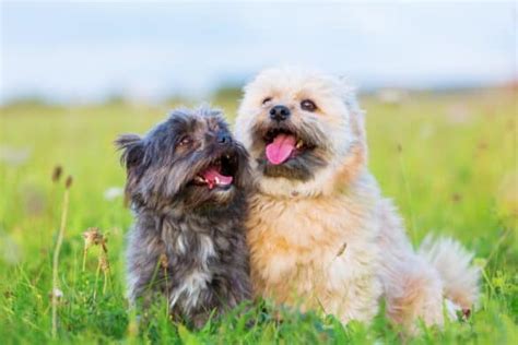 20 Goldendoodle Colors And Markings With Pictures