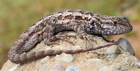 The Western Fence Lizard Critter Science