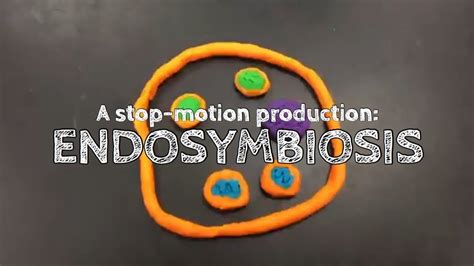 Stop Motion Endosymbiosis YouTube