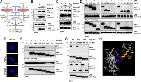 Irf Inhibits Nuclear Translocation Of Nf B To Prevent Viral