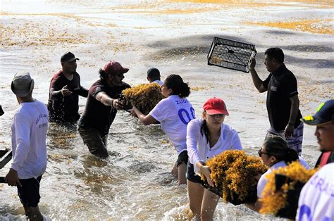 Redoblan Esfuerzos Para Mantener Playas Limpias En Canc N Reporte Indigo