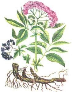 Бузина травянистая (вонючая) – описание и применение