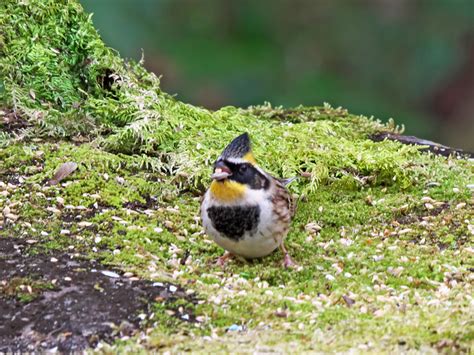 2021131 山田池公園の野鳥たち12選 Toriuroarukiblog