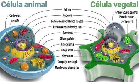 Estructura Que Le Da Forma A La C Lula A Capsula B Citoplasma C