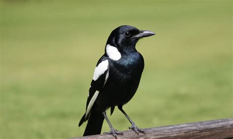 Magpie Bird Symbolism and Meaning - Your Spirit Animal