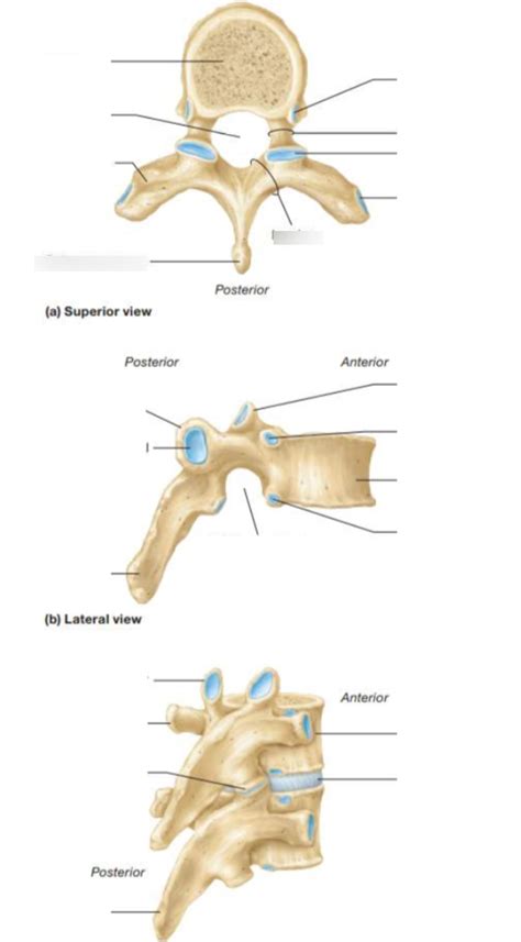 Thoracic Vertebrae Anatomy Diagram Quizlet