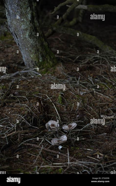 Mushrooms growing in a dark forest Stock Photo - Alamy