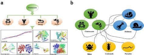 the classification of crustacean shellfish, three-dimensional structure ...