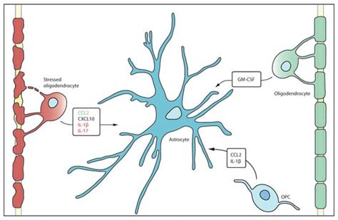 Cells | Topical Collection : Oligodendrocyte Physiology and Pathology ...