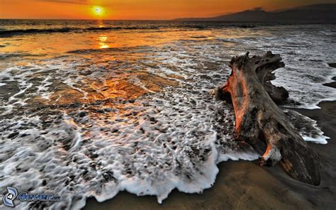 Stump on the beach