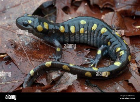 Spotted Salamander Hi Res Stock Photography And Images Alamy