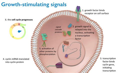 Cell Cycle Regulation Growth Factors On Vimeo