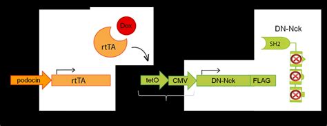 Schematic Diagram Of Teton Gene Expression System The Rtta Gene