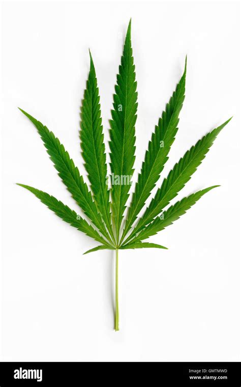 Cannabis Leaf Hi Res Stock Photography And Images Alamy