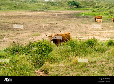 Highland Cattle Grazing Scrub Land Kenfig National Nature Reserve