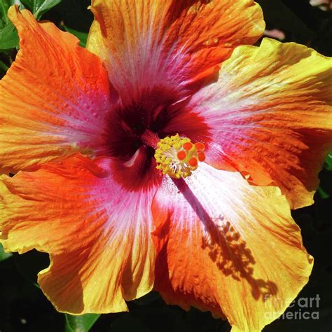 Sex On The Beach Hibiscus Photograph By Jean Wright Fine Art America