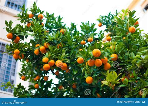 Tangerine Orange Tree with Fruits. Stock Image - Image of juice, tangerines: 254793249