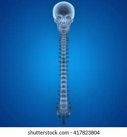 Human Skeleton Skull Spinal Cord 3d Stock Illustration 417823804