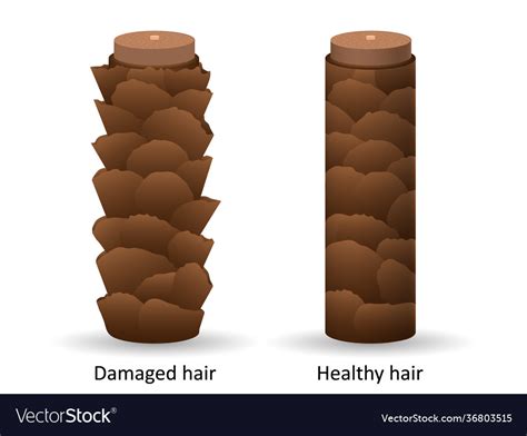 Damaged and healthy hair under microscope brown Vector Image