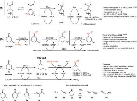 One Pot Biocatalytic Synthesis Of Primary Secondary And Tertiary