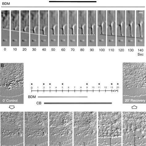 Actin Assembly And Myosin Motors Drive Independent Processes A Actin