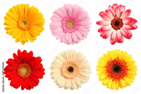 Bunte Deko Blumen Stock Photo Adobe Stock