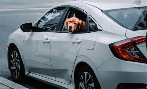 Lasciare Un Cane Chiuso In Auto Reato