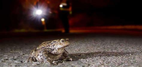 Help Toads Cross The Road By Becoming A Toad Patroller In Kent