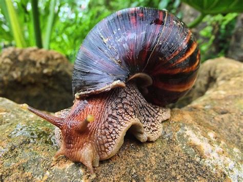 Giant African Land Snail