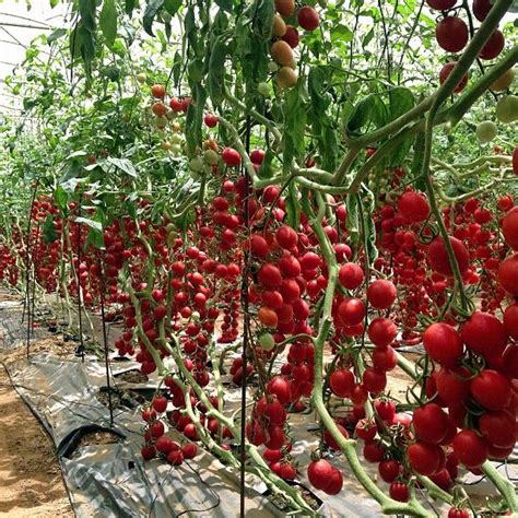 1000+ images about Harvesting Tomatoes on Pinterest | Antique photos ...